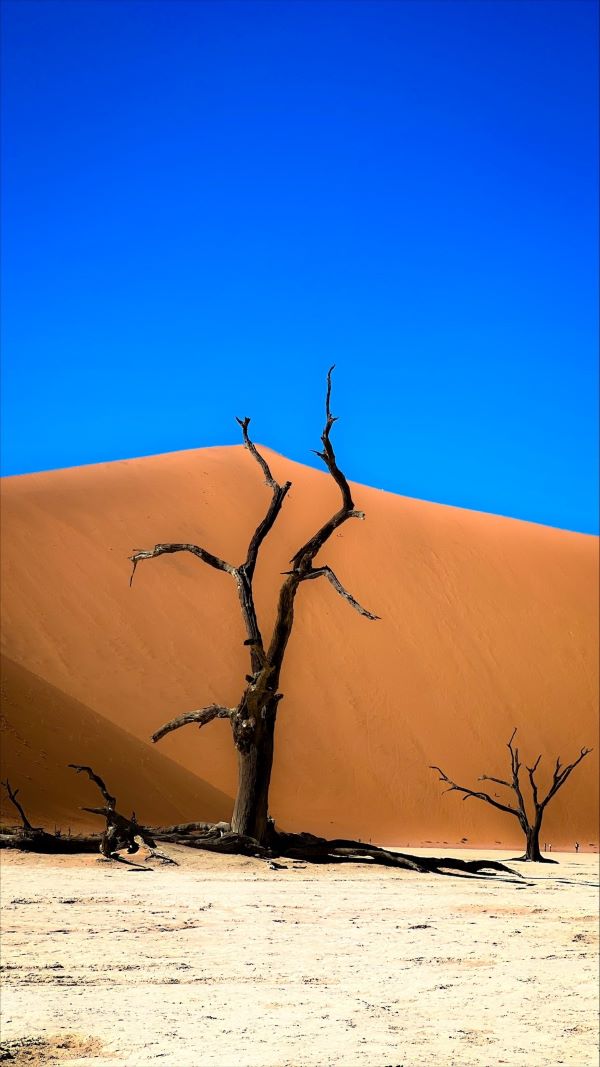 Дедвлей Намибия - дърво с Биг Деди