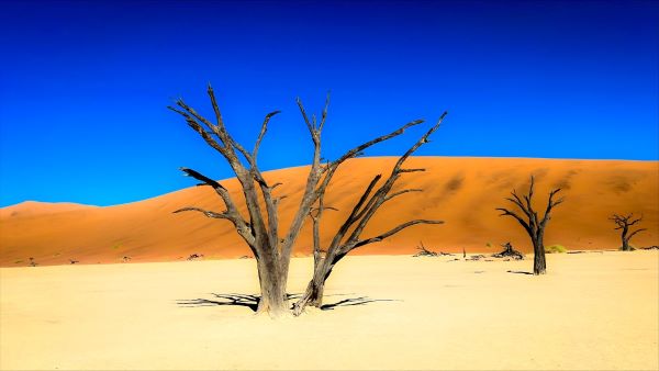 Дедвлей - Намибия - изсъхнало дърво
